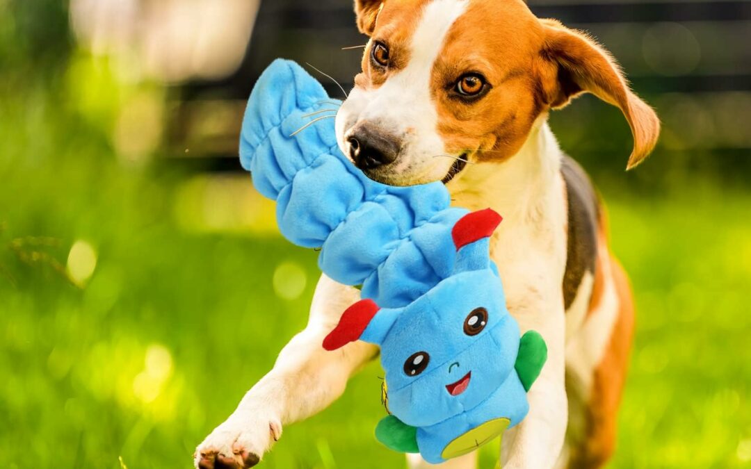 Comparaison de 5 jouets pour chien: intelligents, interactifs, reniflants, doseurs de friandises et anti-ennui